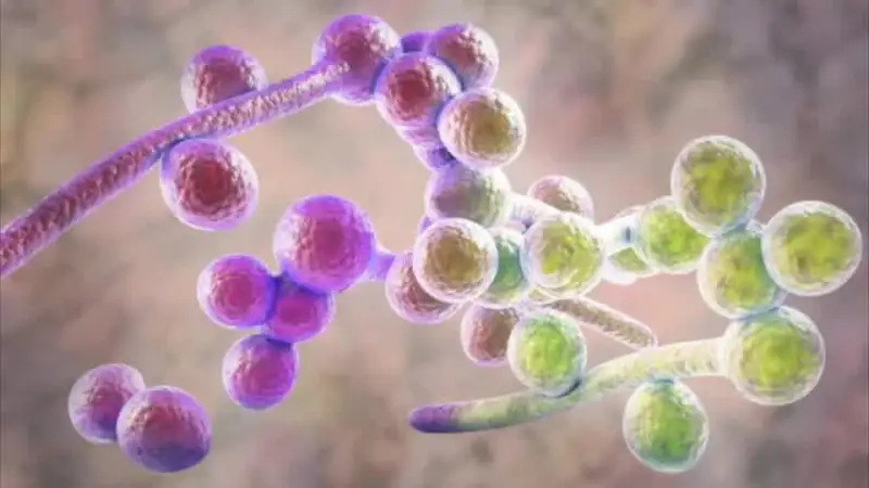 Microscopic image of Candida yeast cells.