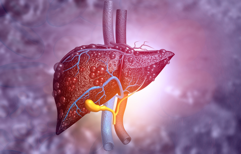 Human liver illustration