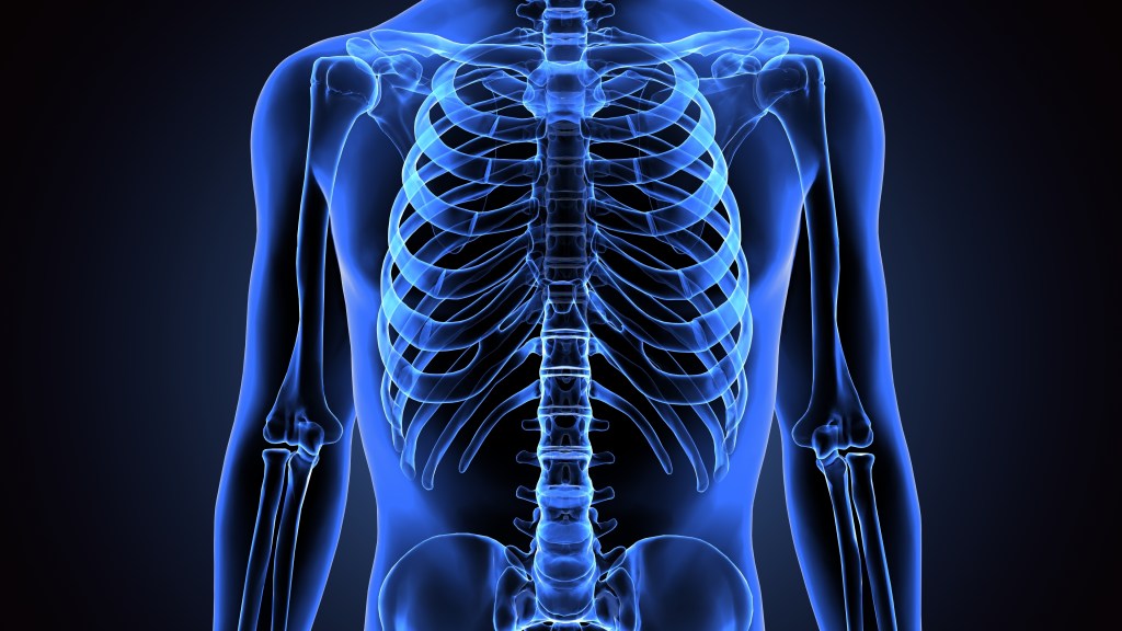 Human skeletal system