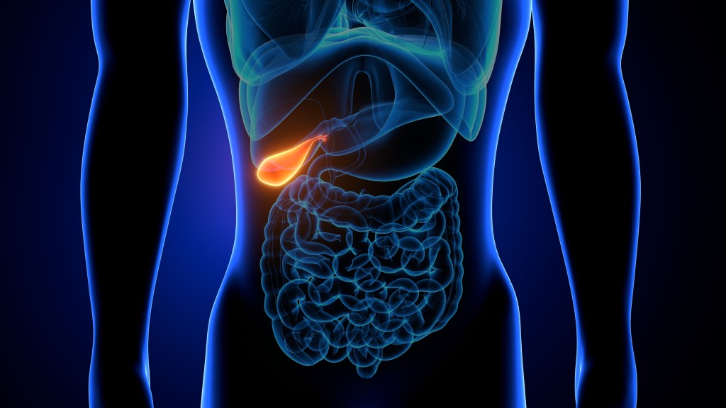 Gallbladder illustration 