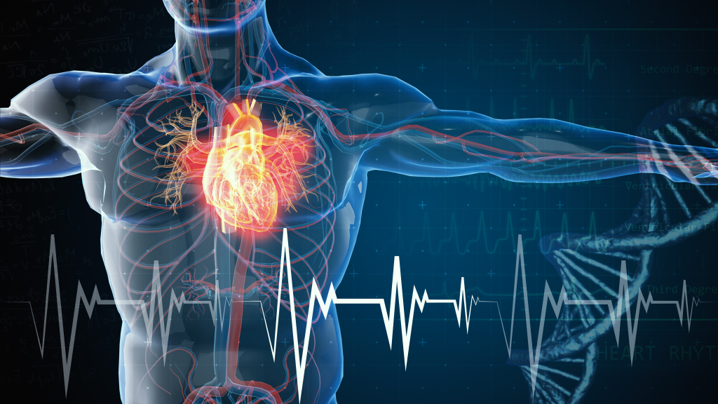 Heart health illustration