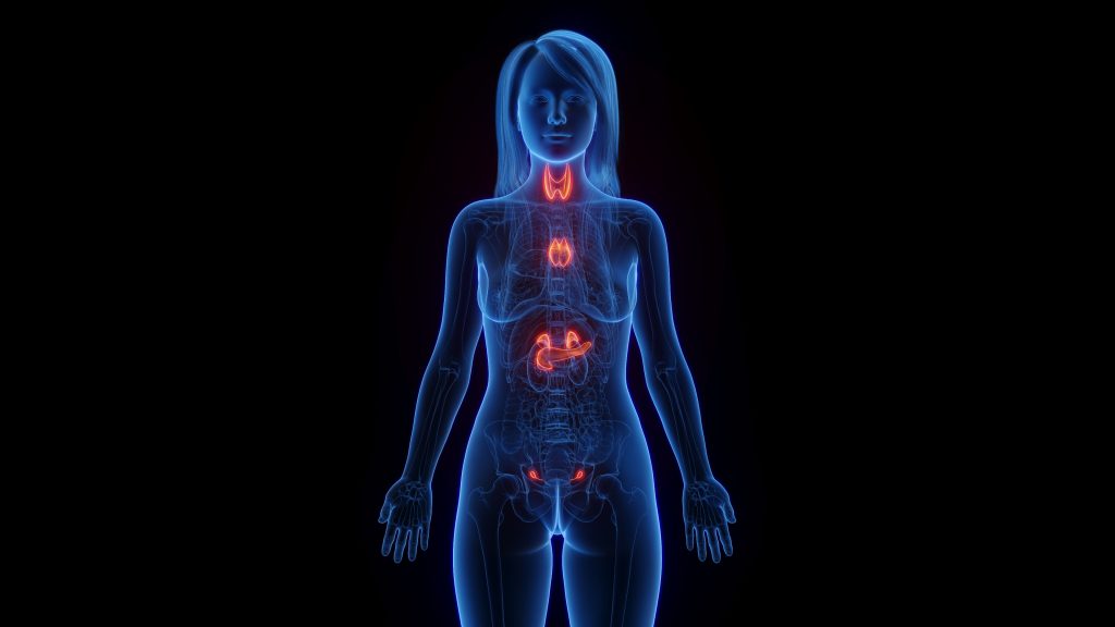 Endocrine system 