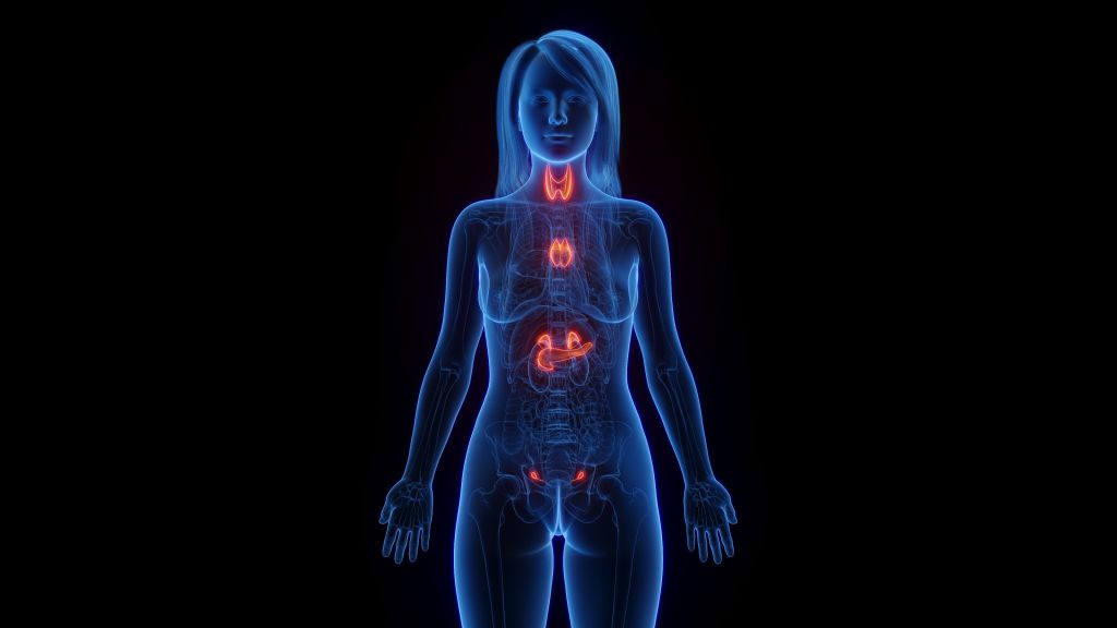 Endocrine system