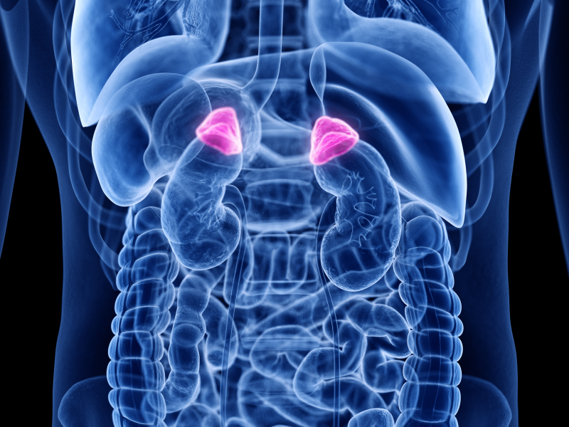 Adrenal glands