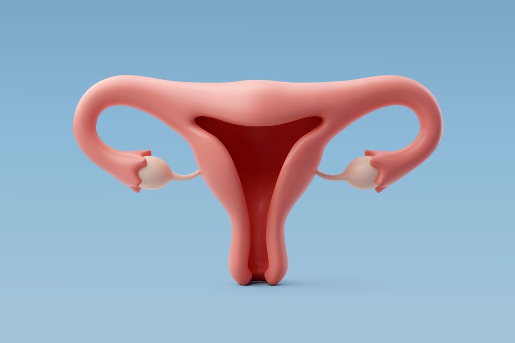 Ovary model 