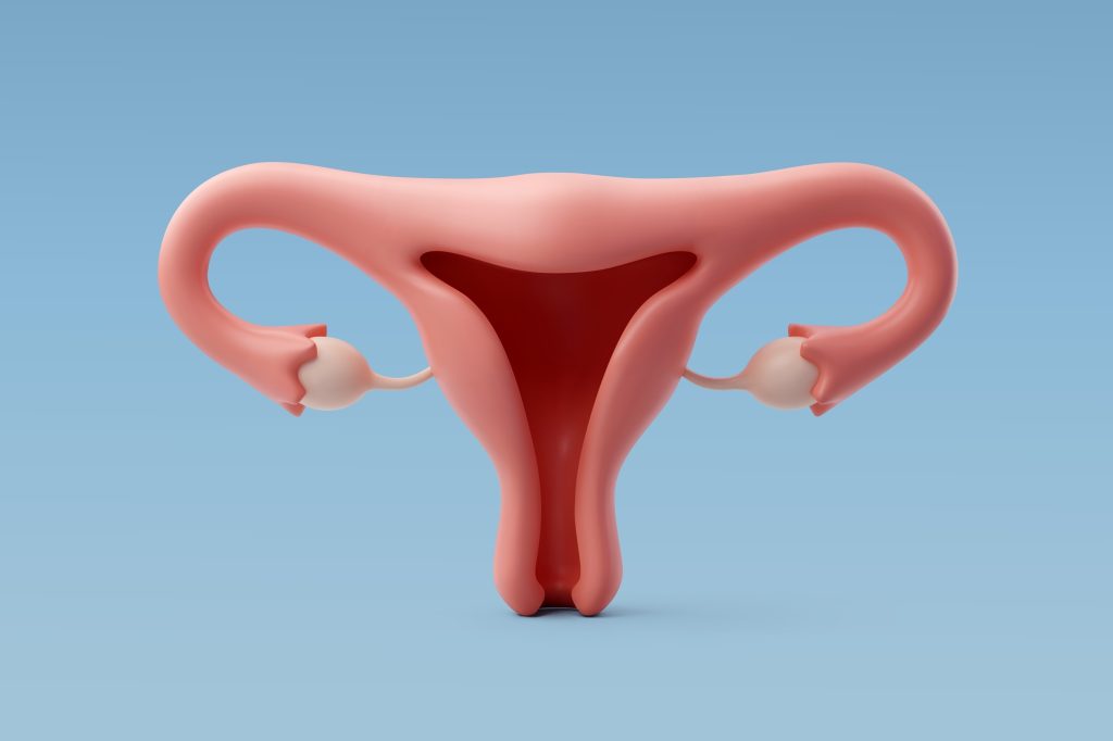 Ovary model