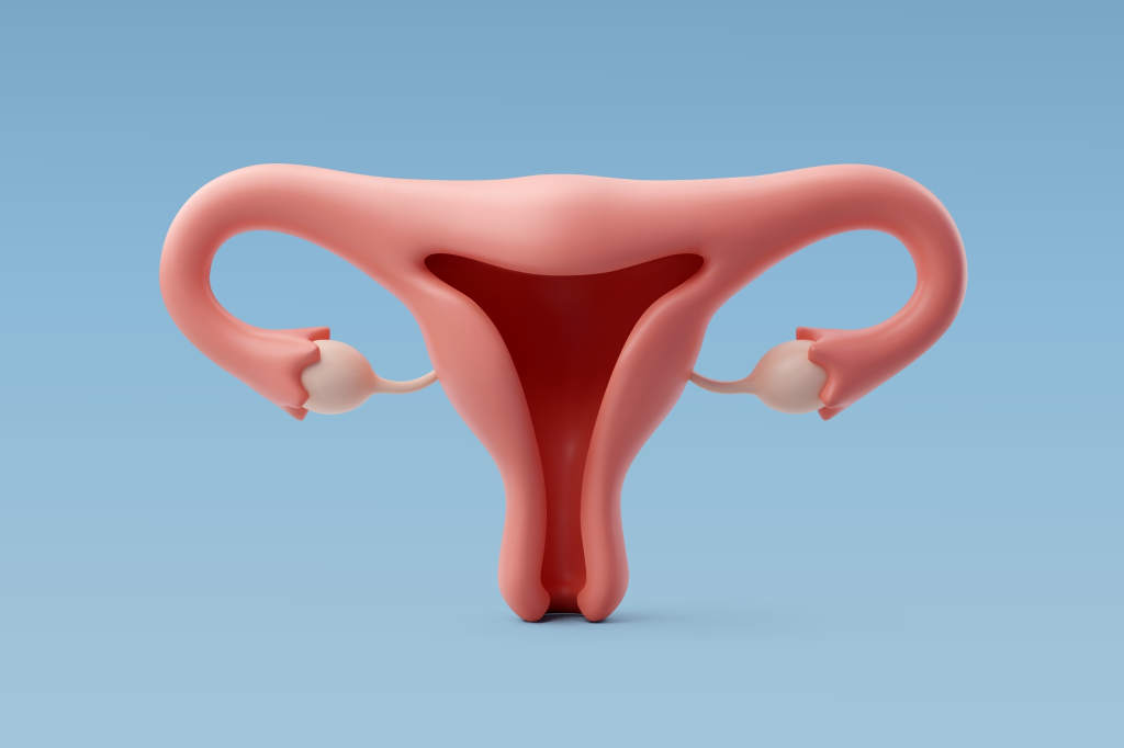 Ovary model