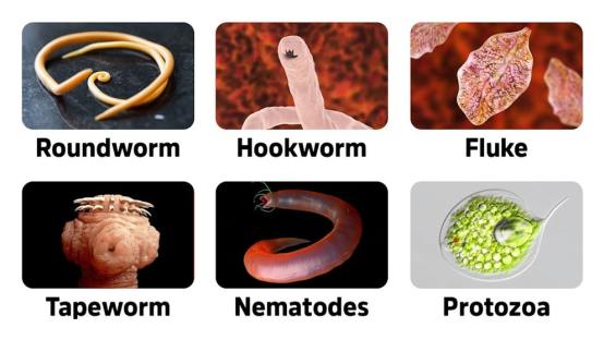 How to Kill Parasites