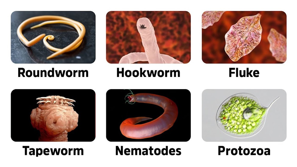How to Kill Parasites