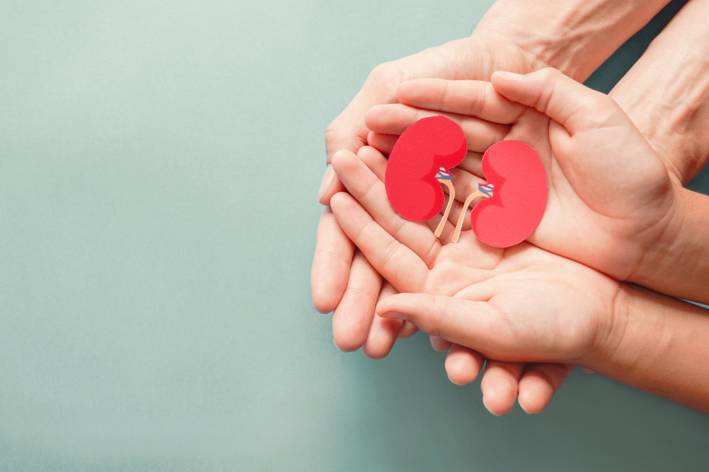 Hands holding a paper cut out of a human kidney