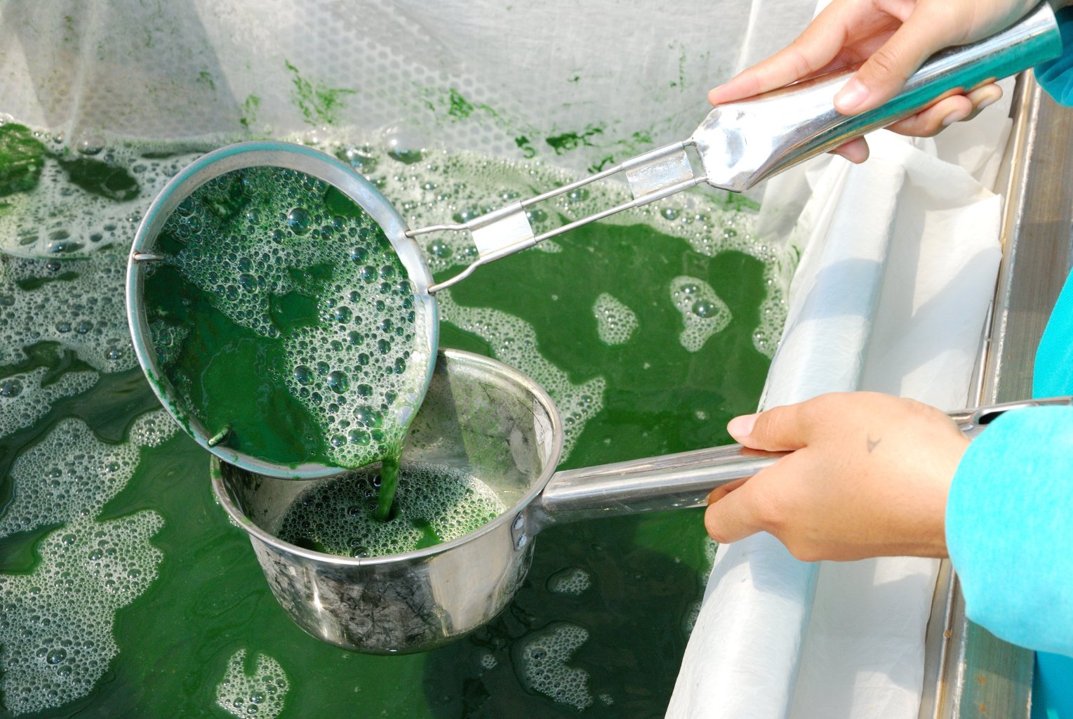 Harvesting fresh Spirulina platensis