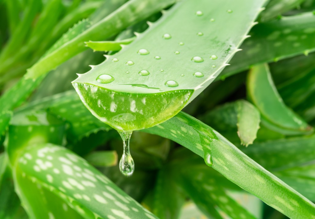 Aloe vera