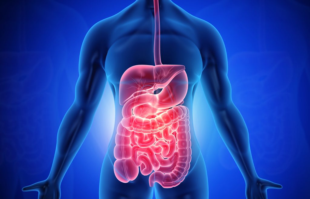 Human digestive system