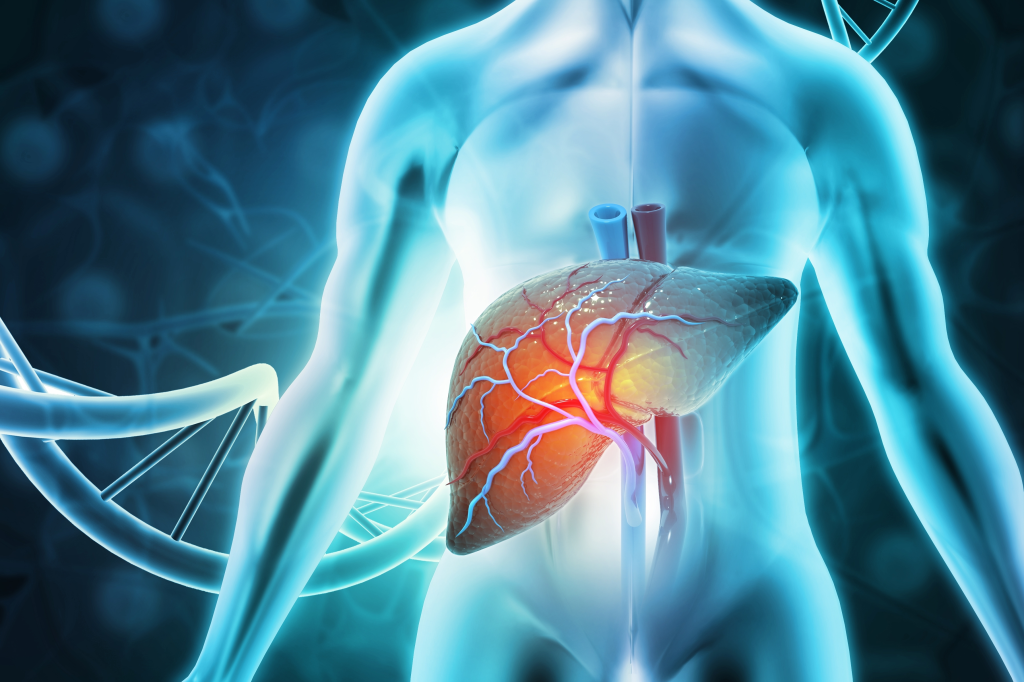 Human liver illustration