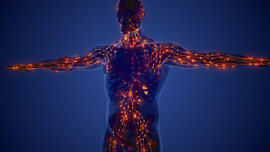 Lymphatic system illustration 