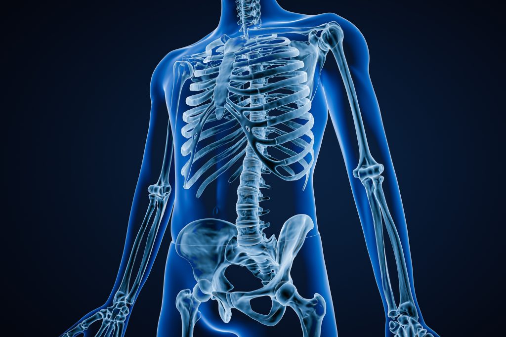 Skeletal system illustration