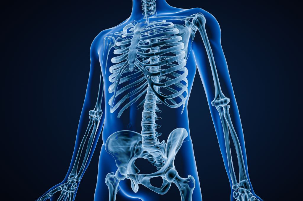 Skeletal system illustration