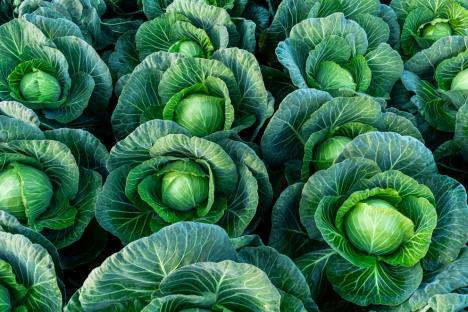 Kimchi vs. Sauerkraut: Differences and Benefits
