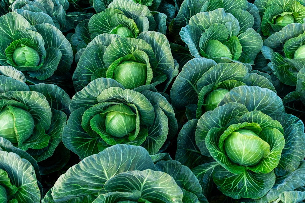 Kimchi vs. Sauerkraut: Differences and Benefits