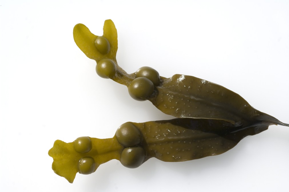 Bladderwrack Health Benefits
