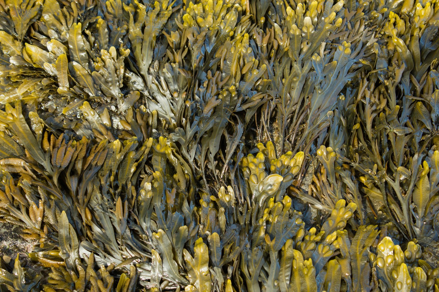 Bladderwrack