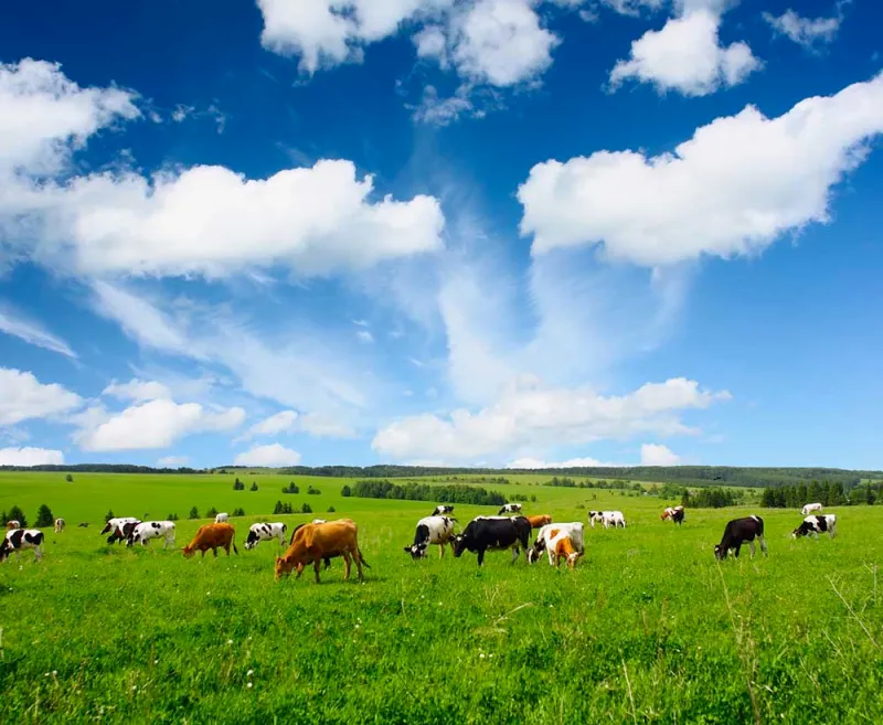 Cows grazing in a green grass field with blue cloudy sky overhead