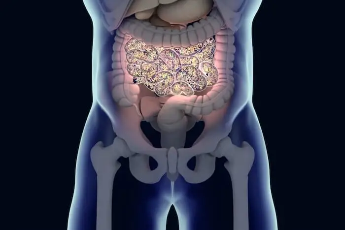 Gut microbiome inside human digestive system