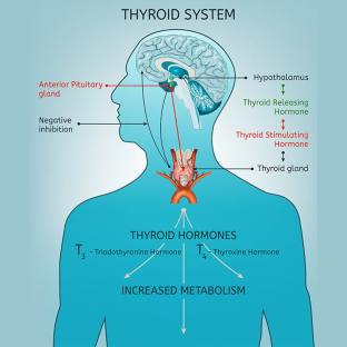 How to Get Your Thyroid to Work Correctly