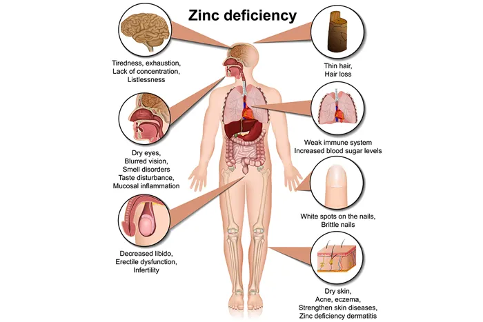 Zinc is one of the most important trace minerals