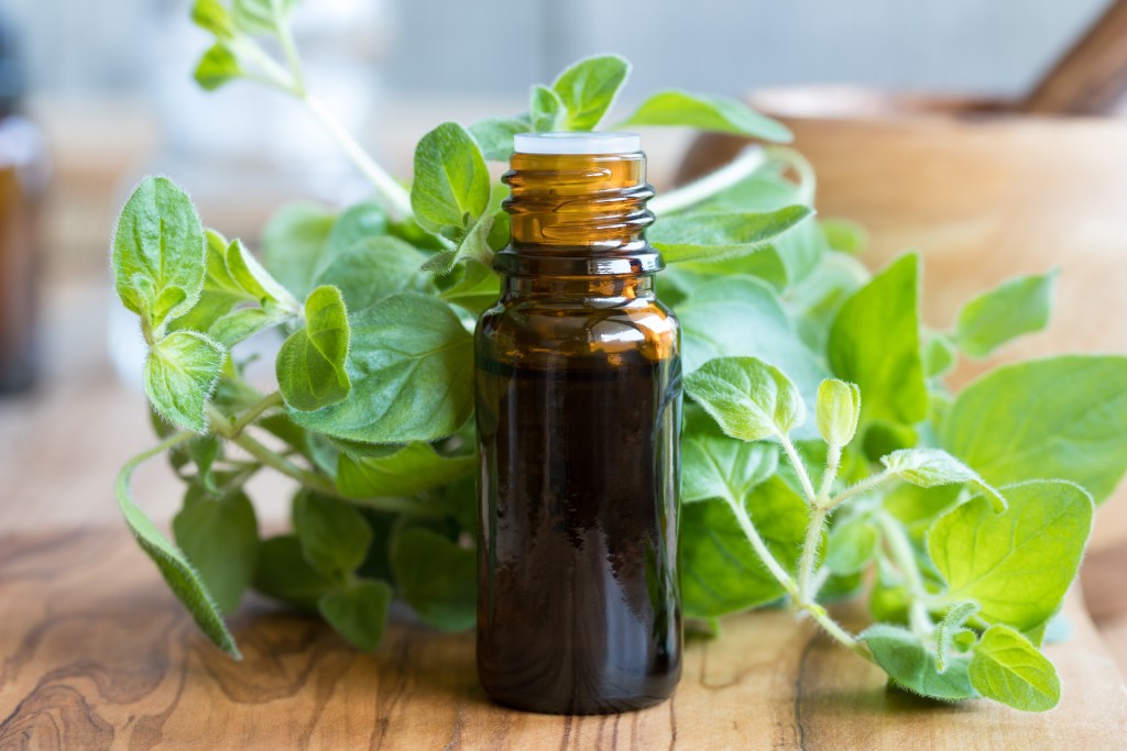 Oregano oil and fresh oregano