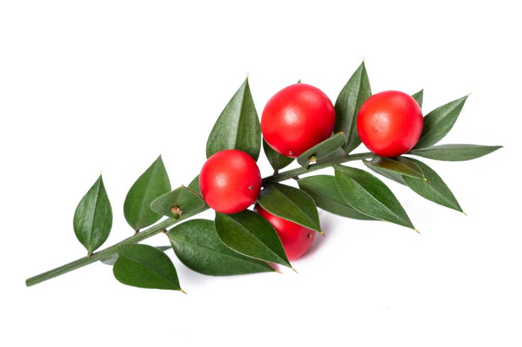 Butcher's broom berries