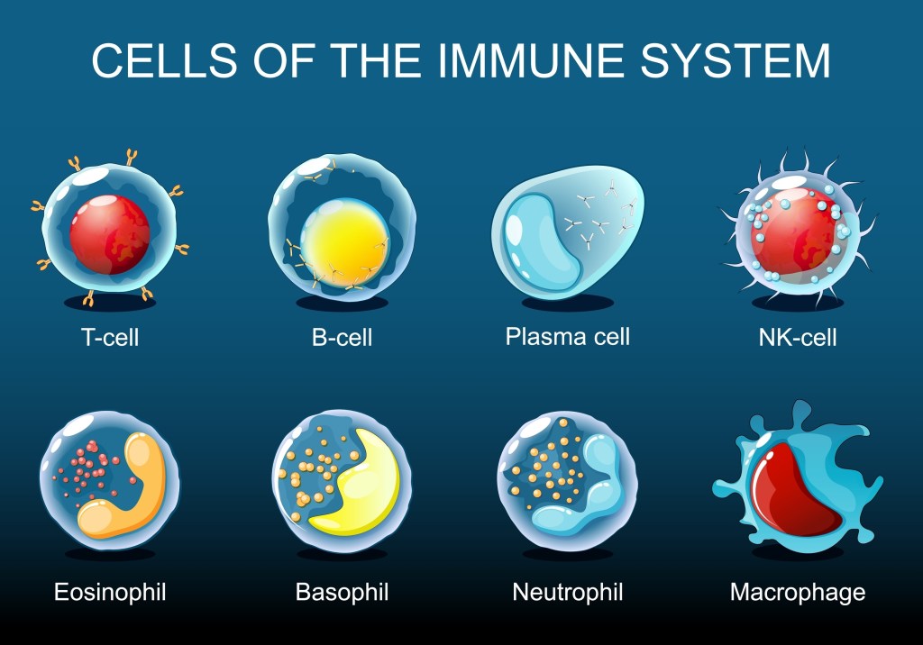 Immune cells illustration