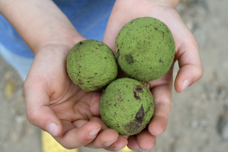 black walnut hulls
