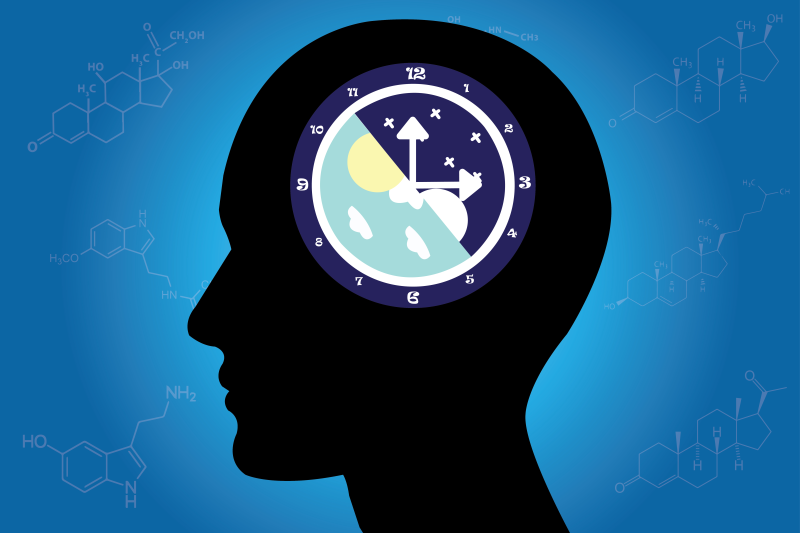Circadian rhythm illustration