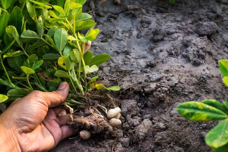 farming peanuts