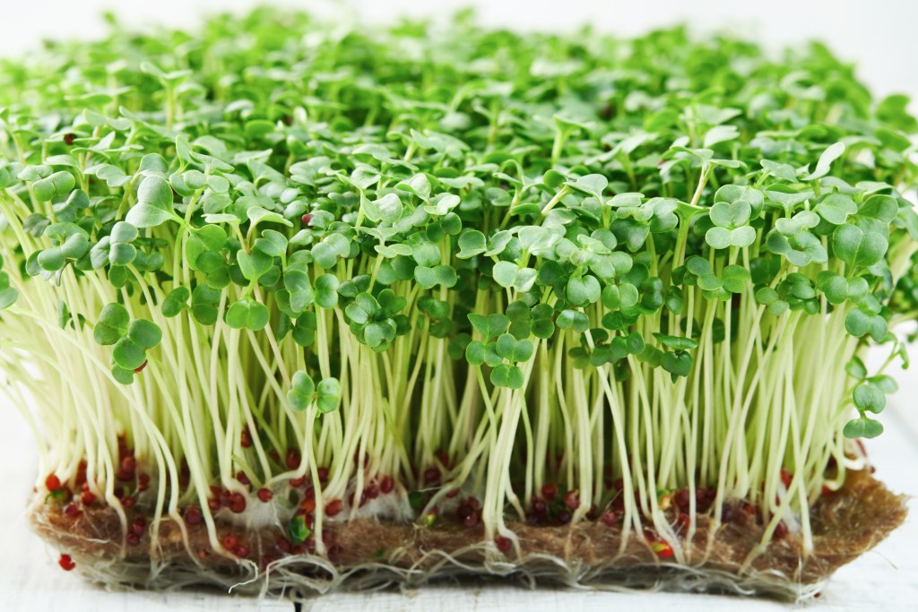 Broccoli sprouts 