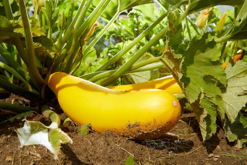 Spaghetti squash plant