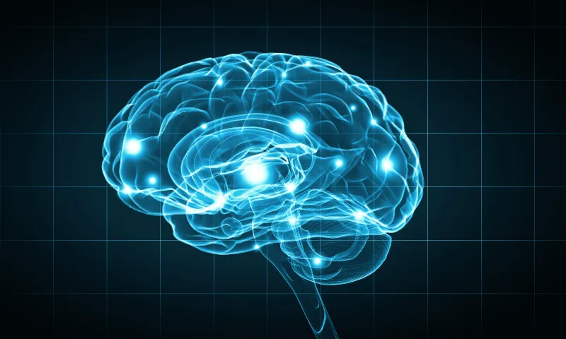 Human brain illustration