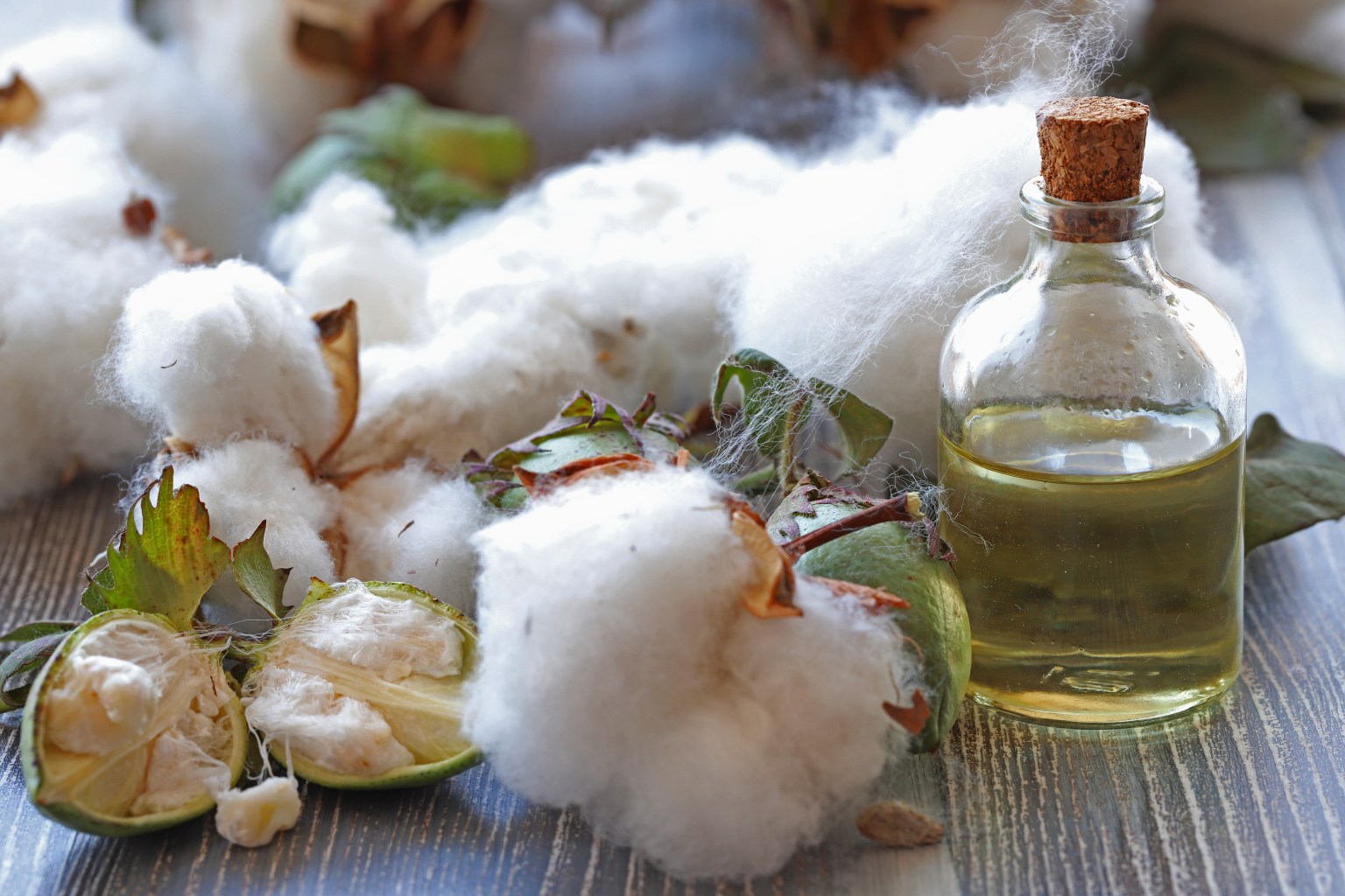 Cotton seeds and cotton oil