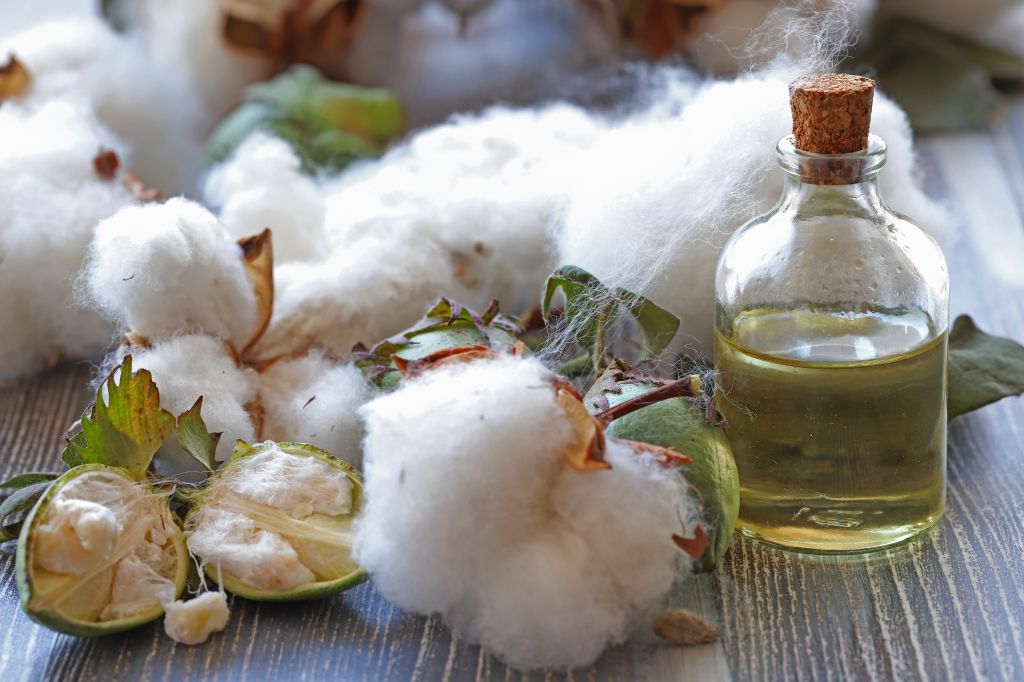 Cotton seeds and cotton oil