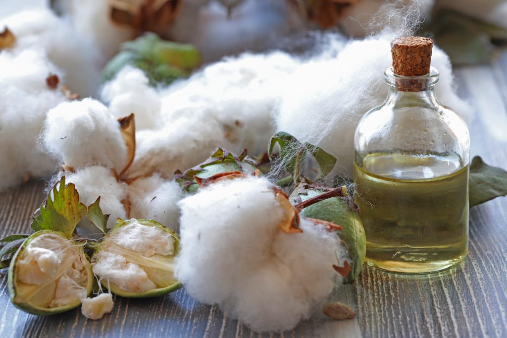 Cotton seeds and cotton oil