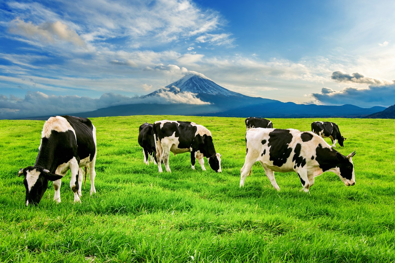 Grass-fed cattle 