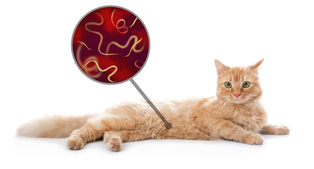 Pet with parasites