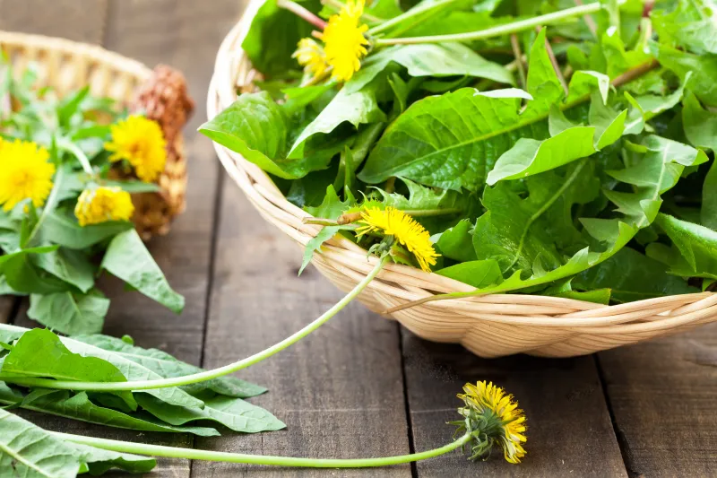Dandelions for liver detoxification