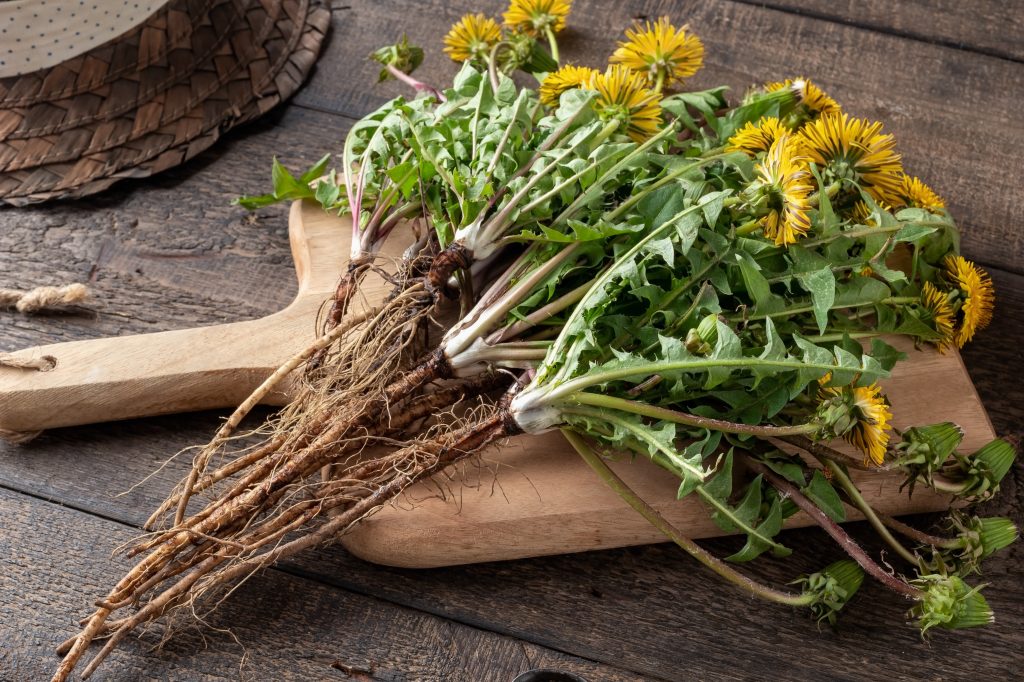 Dandelion roots