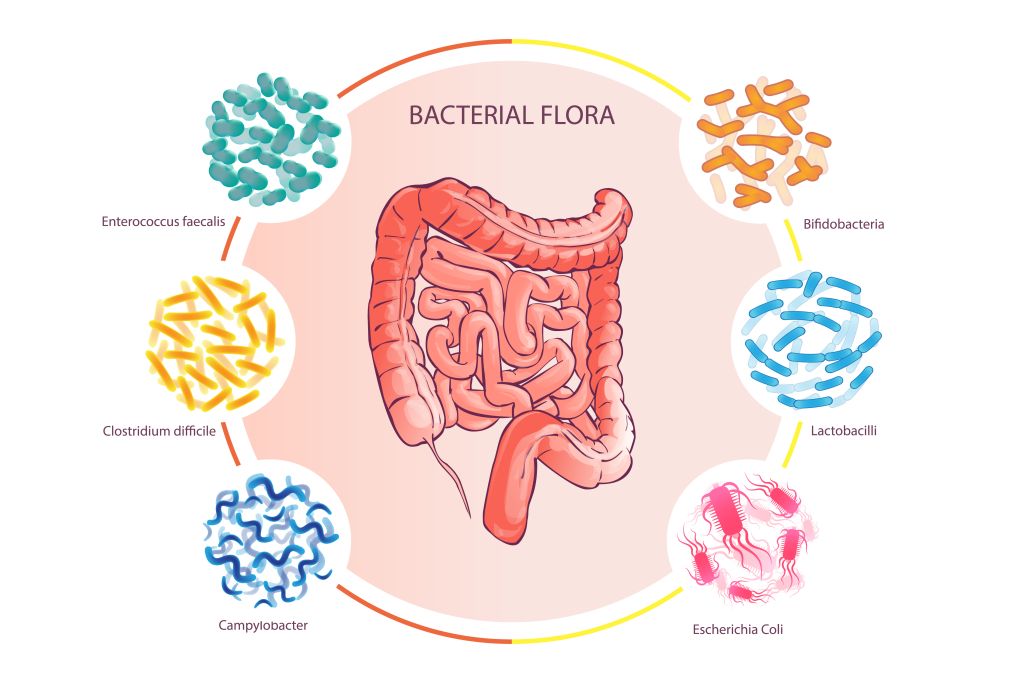 Human microflora illustration 
