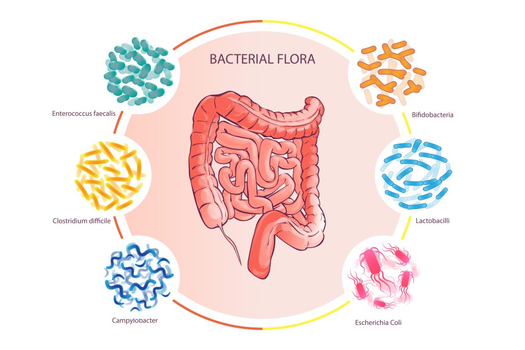 Human microflora illustration 