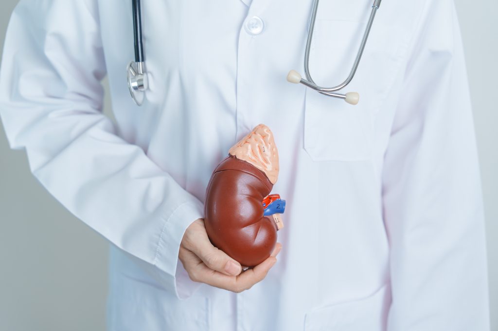 holding kidney and adrenal gland