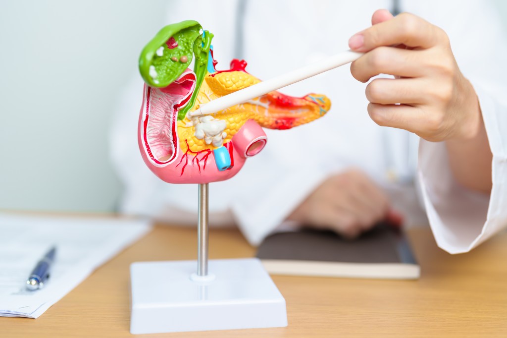gallbladder pancreas stomach model