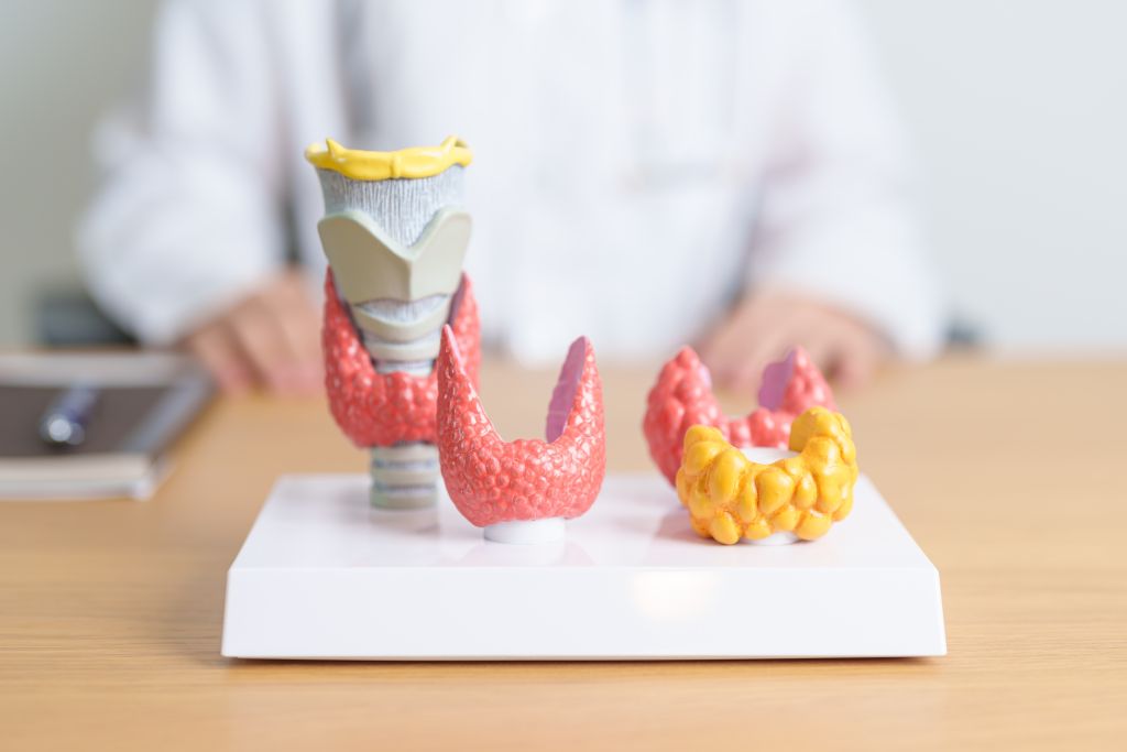 Thyroid health anatomic model